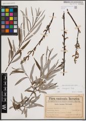 Foto von Salix eleagnos Scop.